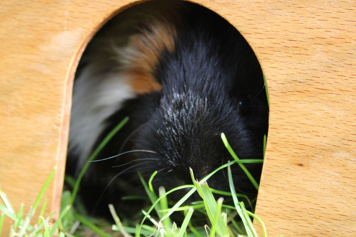 Gallery image: Wonton