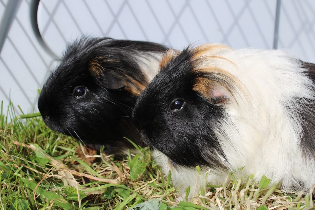 Gallery image: Wonton