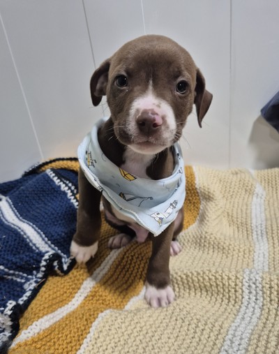 Almond  - Medium Cross Breed