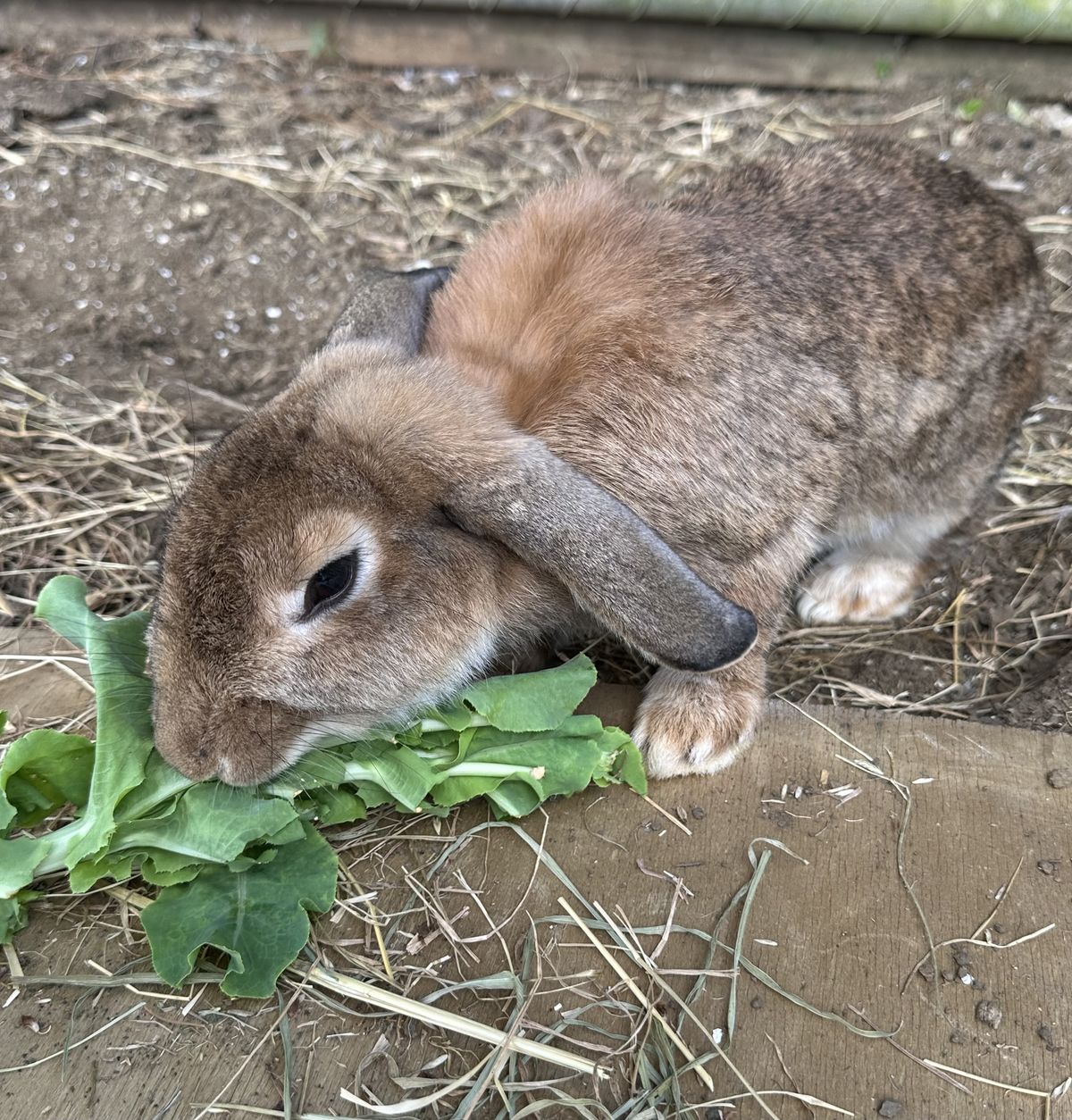 Gallery image: Koala