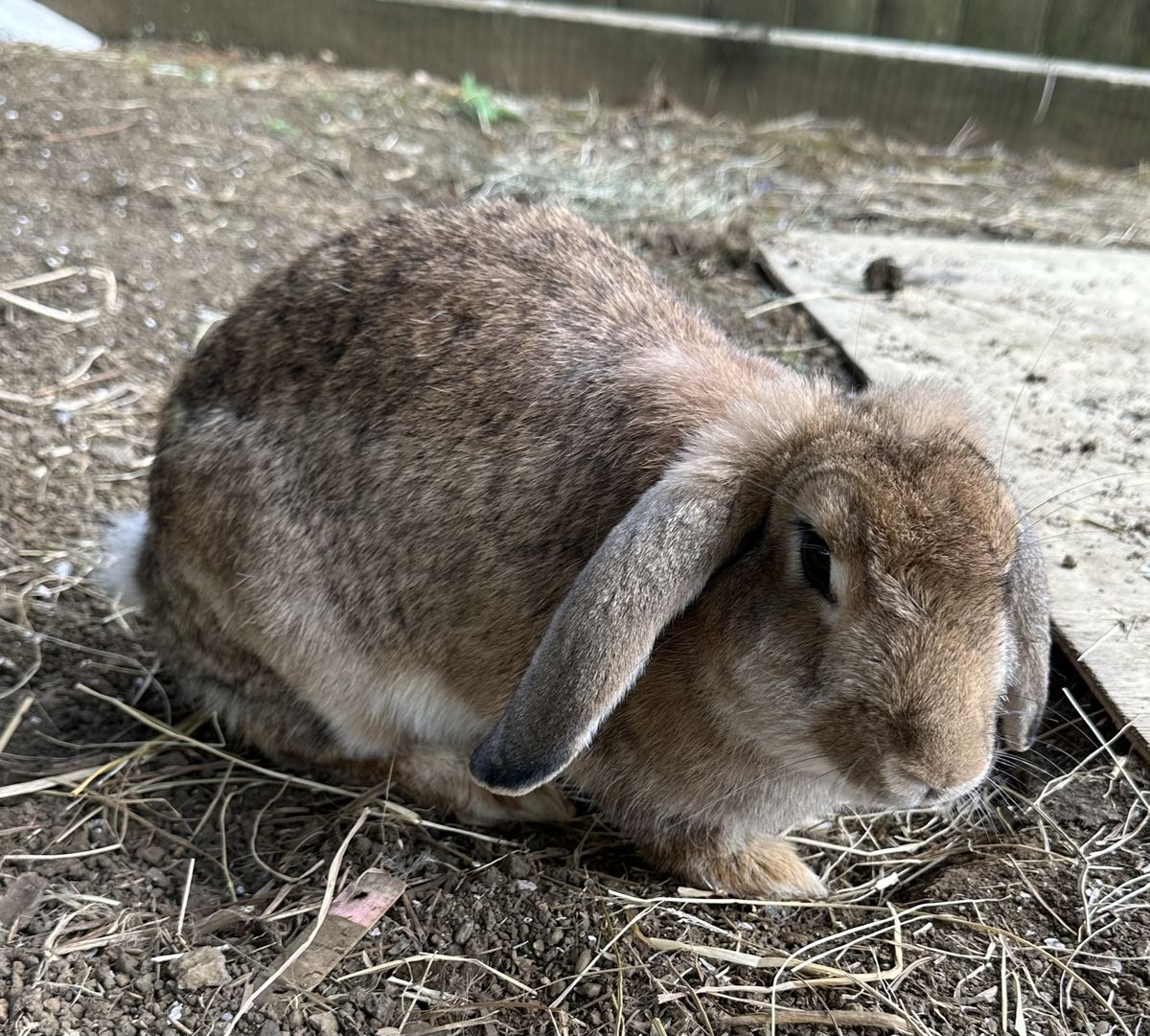 Gallery image: Koala