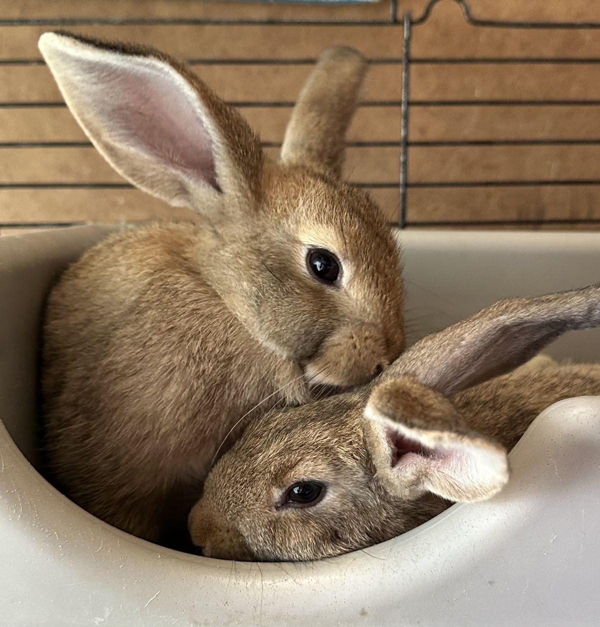 Gallery image: Dandelion