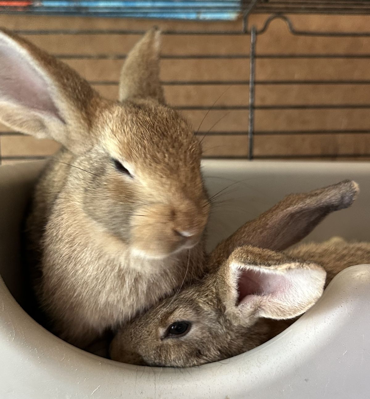 Gallery image: Clover