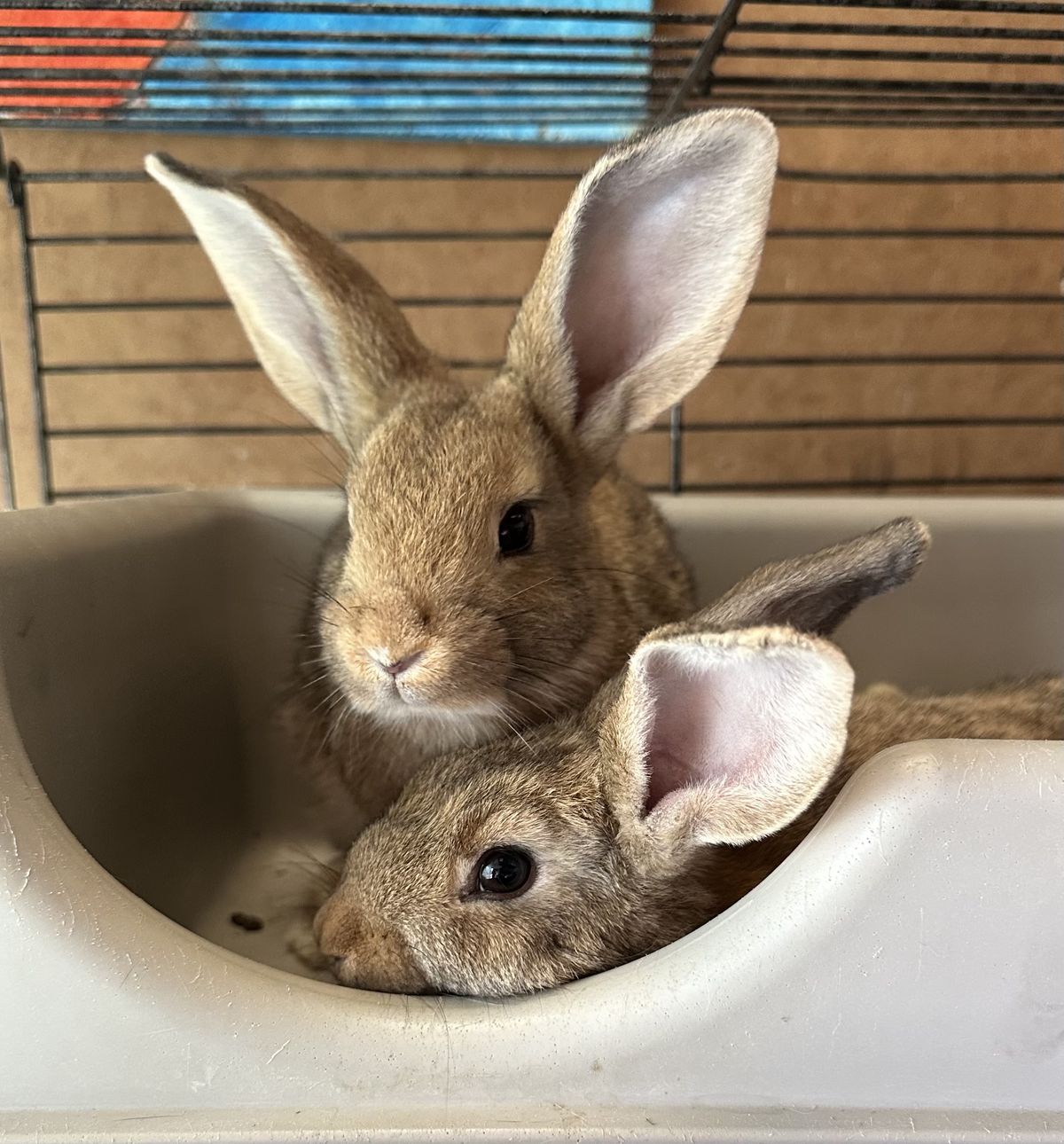 Gallery image: Clover