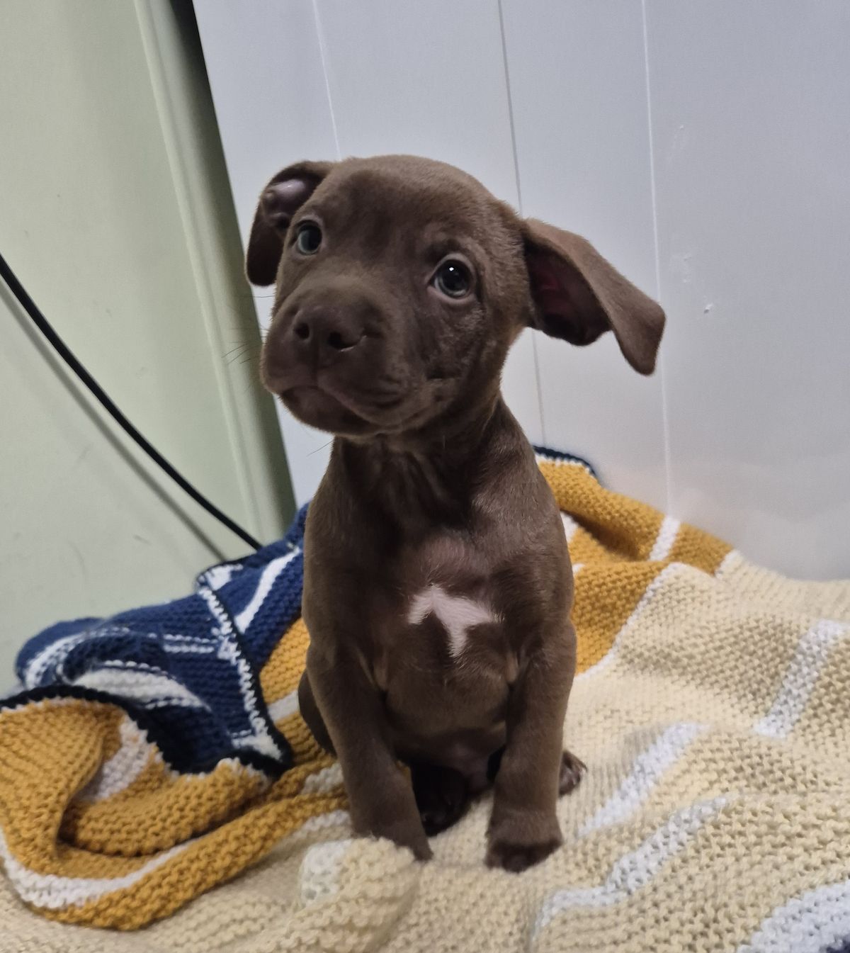 Gallery image: Walnut