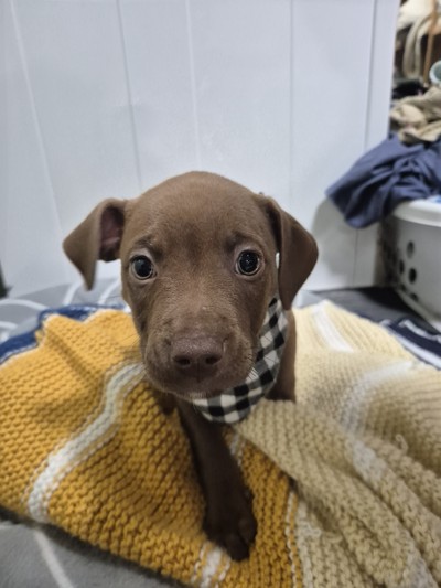 Pecan  - Medium Cross Breed