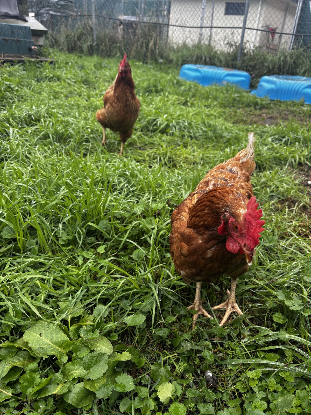 Gallery image: Pumpkin