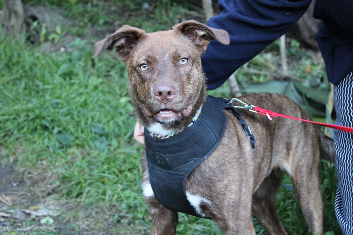 Gallery image: Ringo 