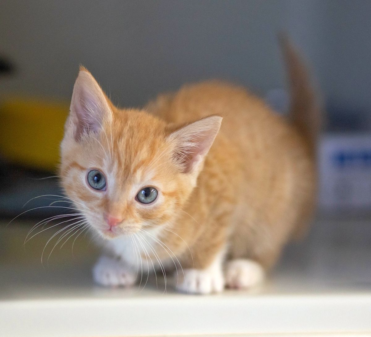 Gallery image: Donut