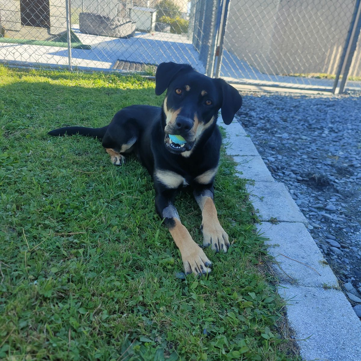 Gallery image: Drover