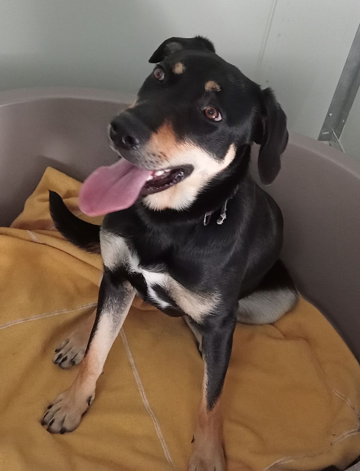 Gallery image: Drover