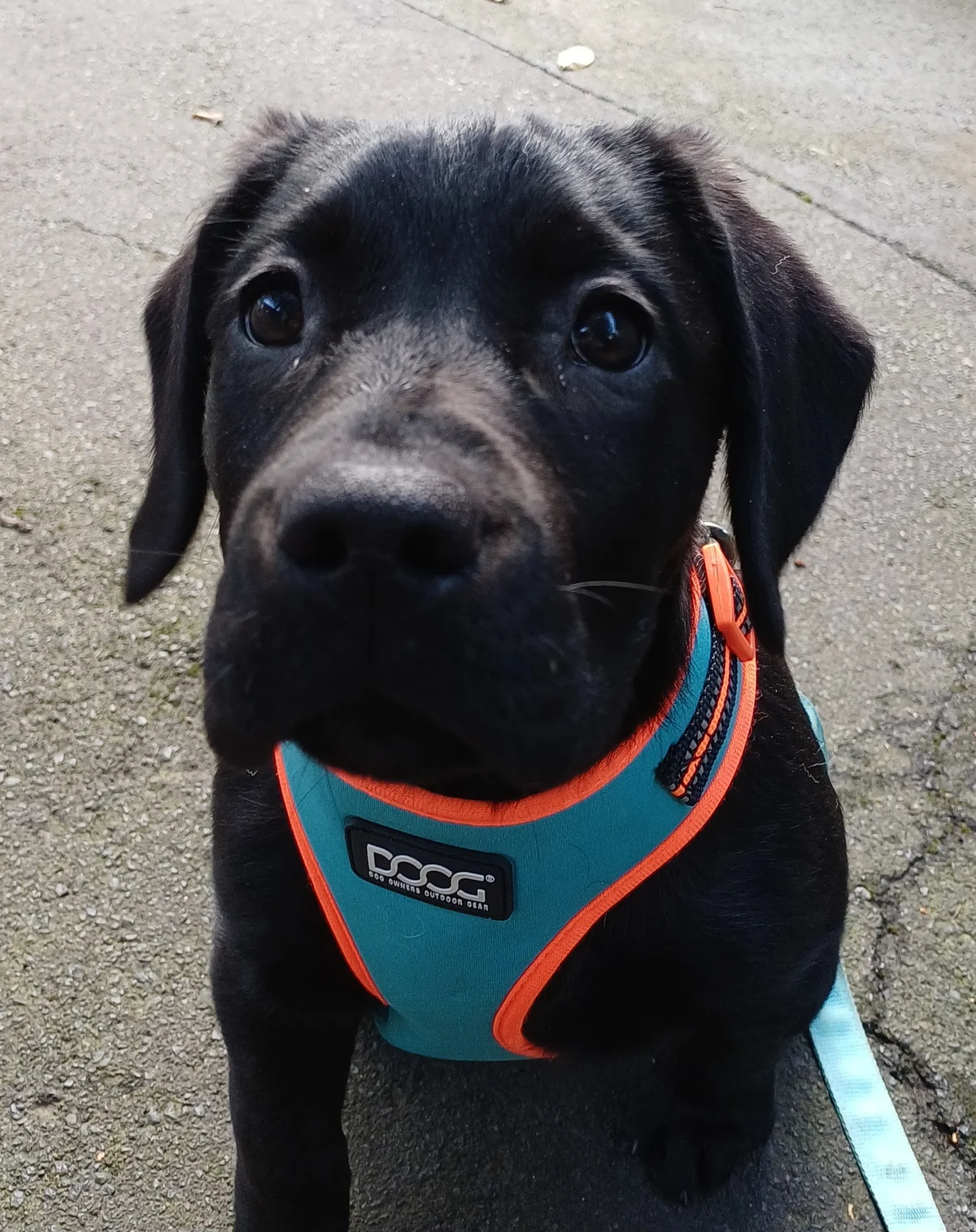 Gallery image: Buttercup