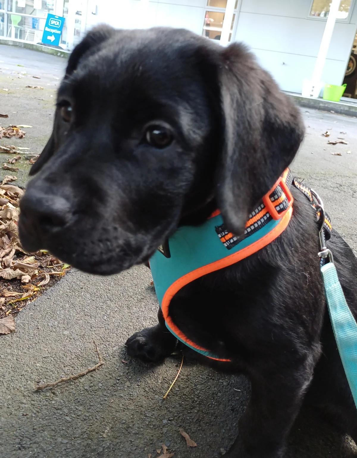 Gallery image: Buttercup