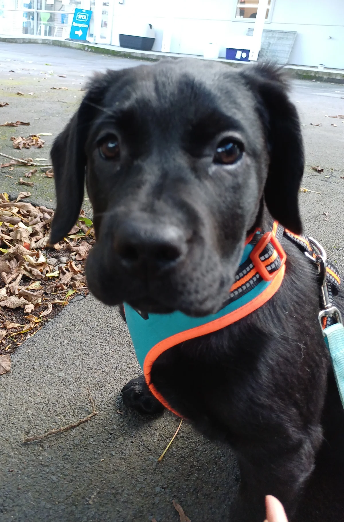 Gallery image: Buttercup