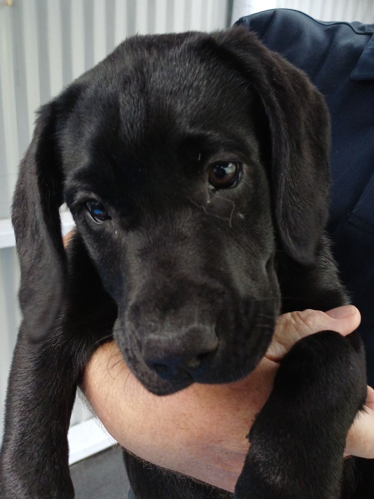 Gallery image: Blossom