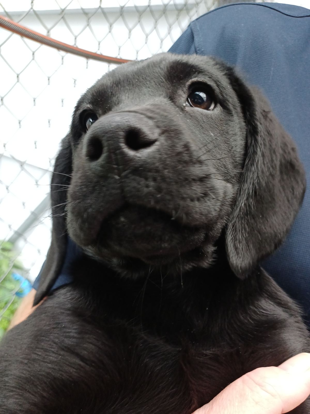 Gallery image: Blossom