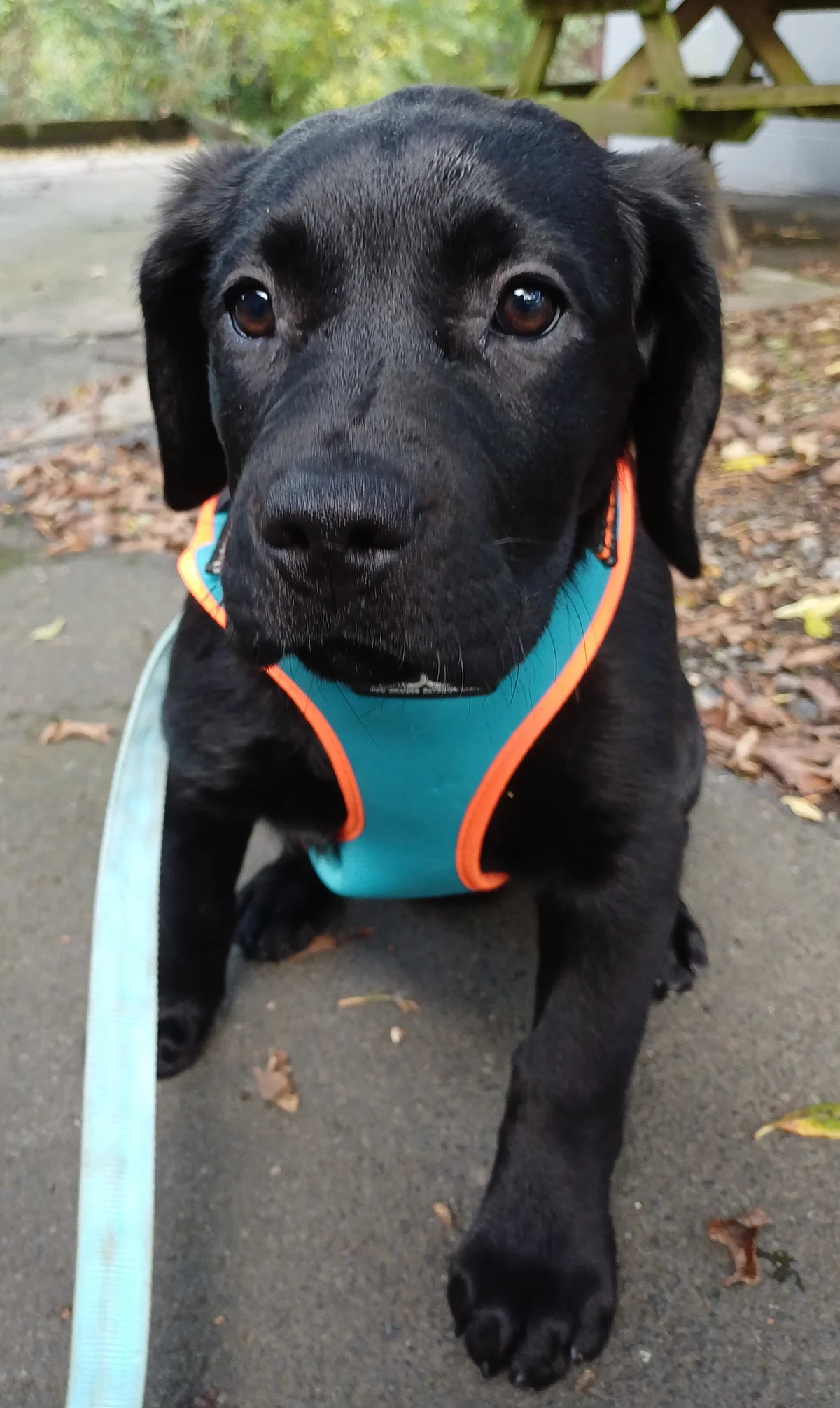 Gallery image: Buttercup