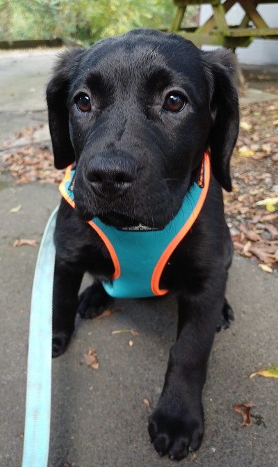 Buttercup - Labrador