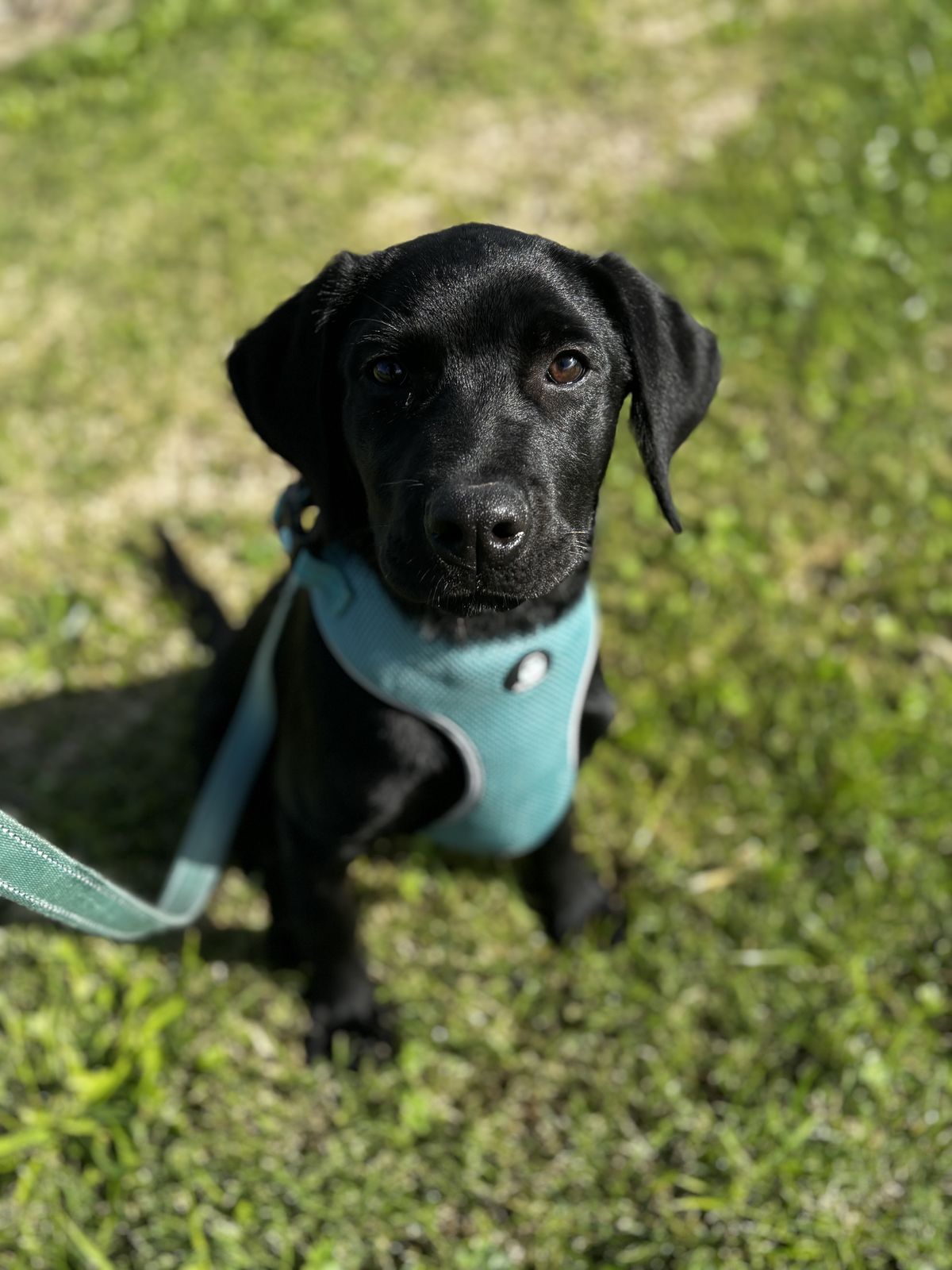 Gallery image: Vadar