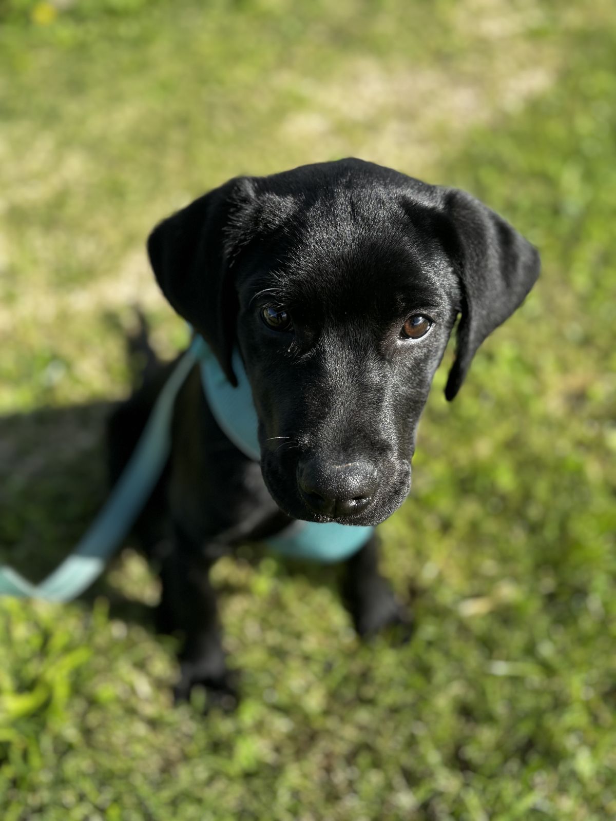 Gallery image: Vadar