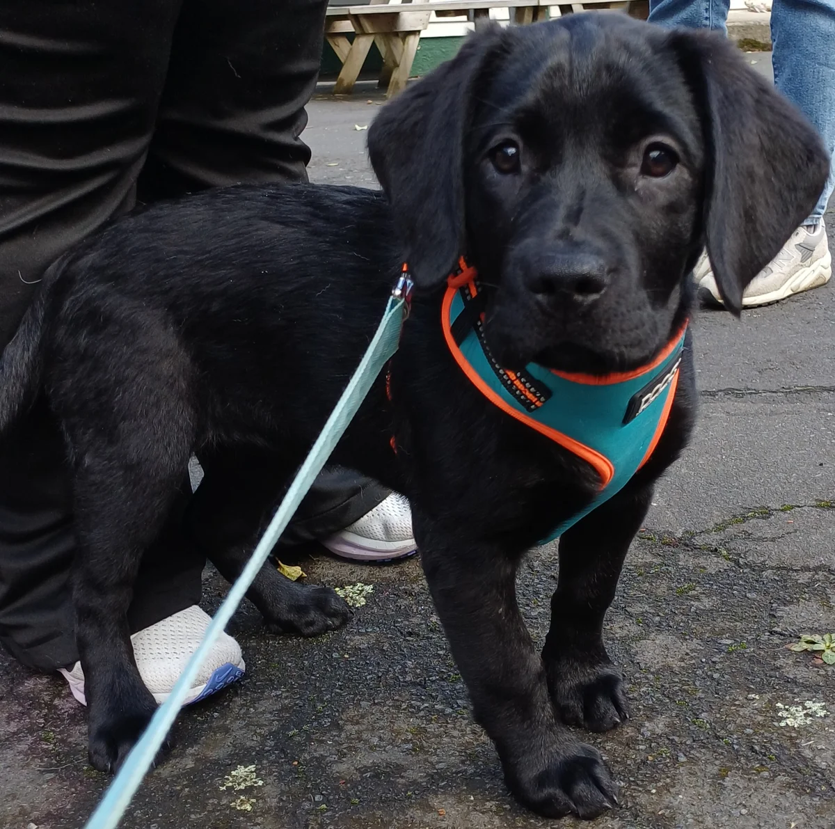 Gallery image: Buttercup