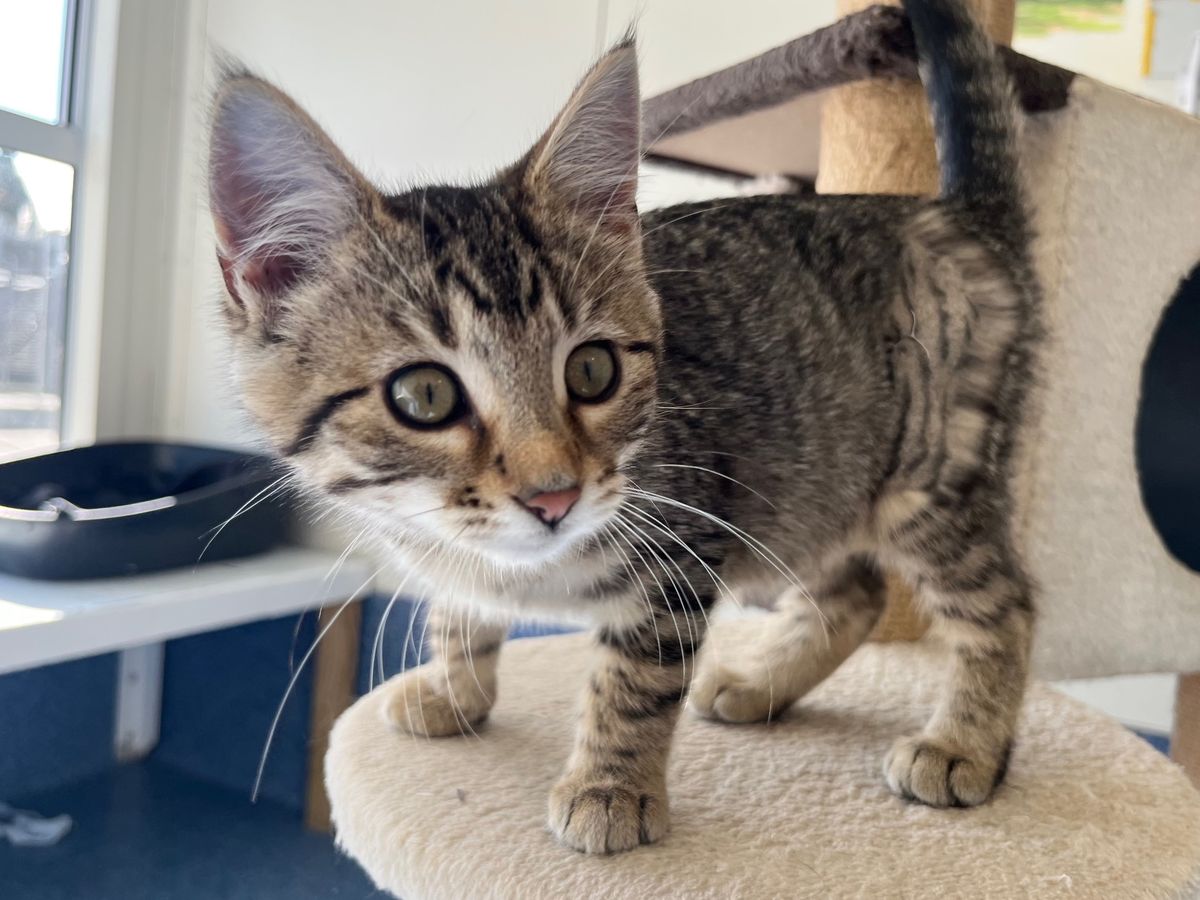 Gallery image: Frank N Furter