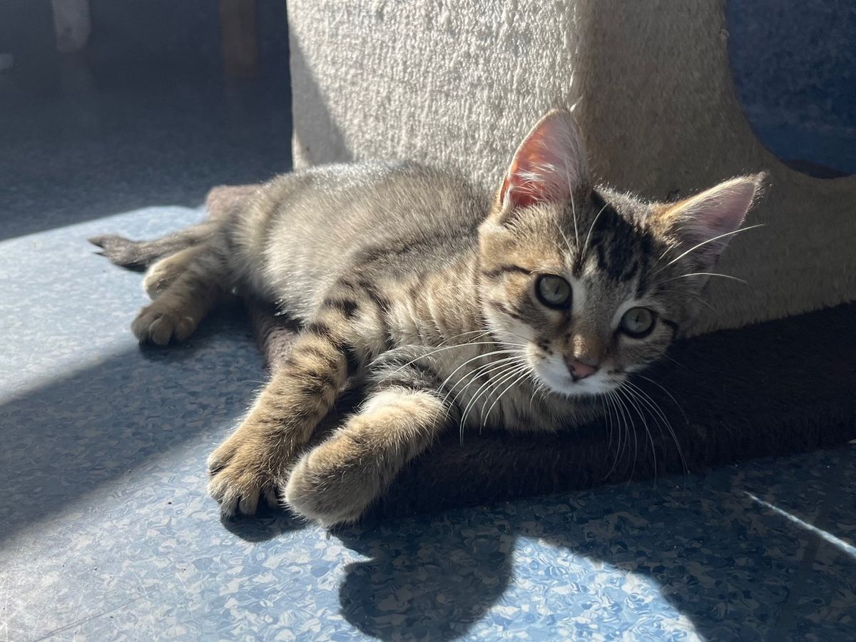 Gallery image: Frank N Furter