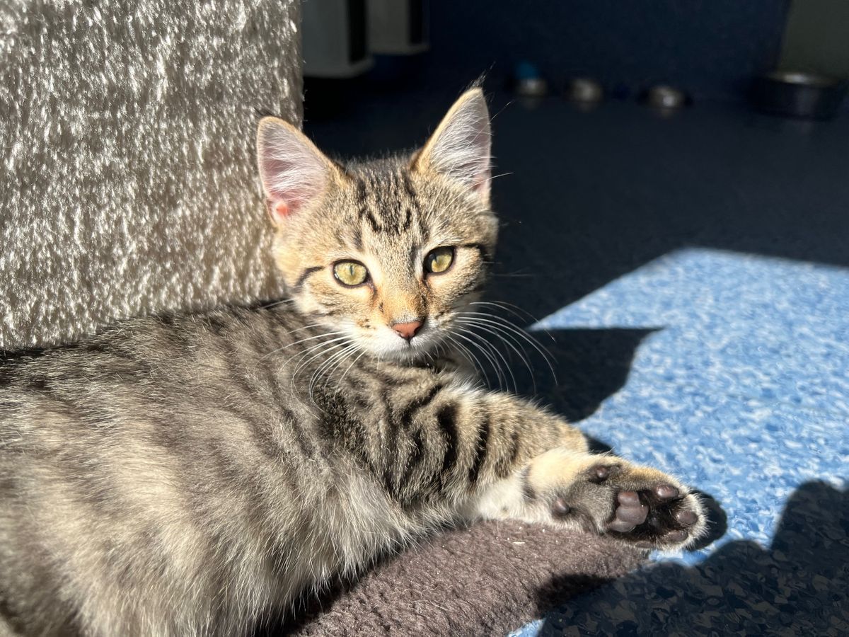 Gallery image: Frank N Furter