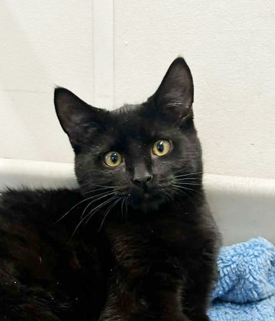 Licorice - Domestic Medium Hair