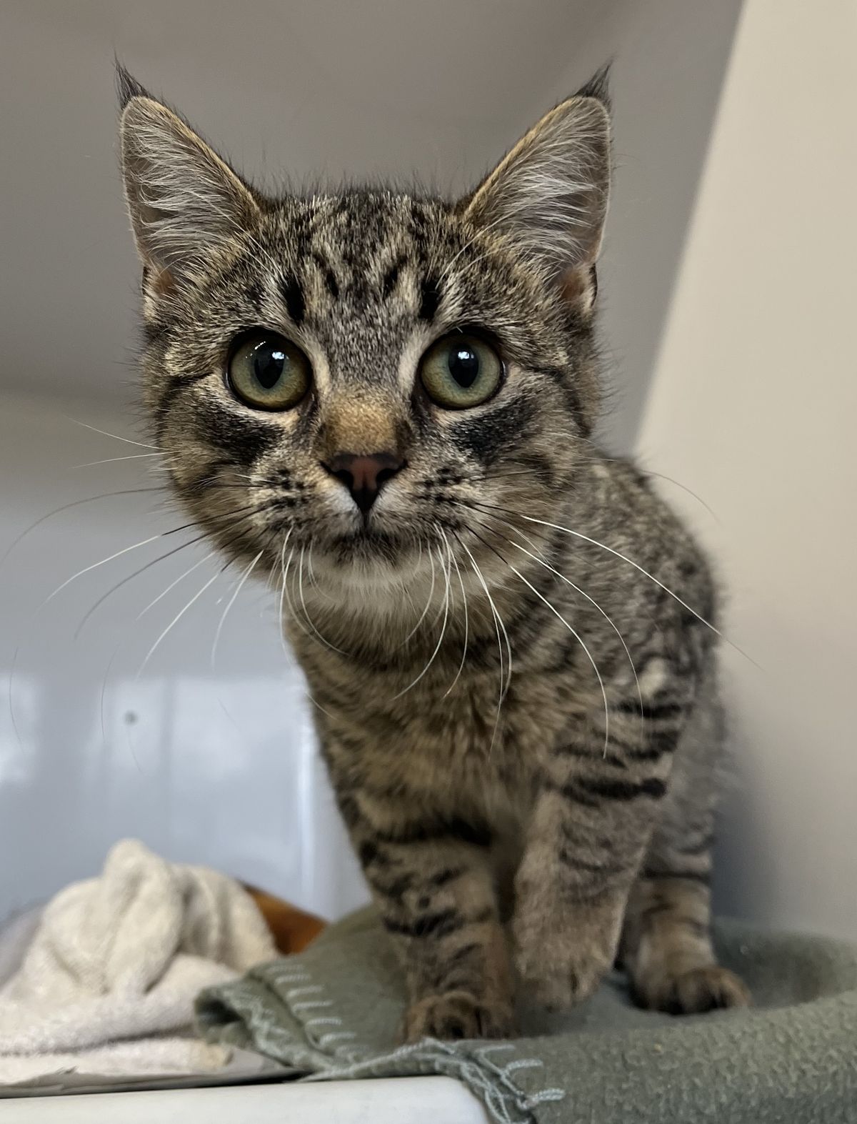 Gallery image: Stormi Jr.