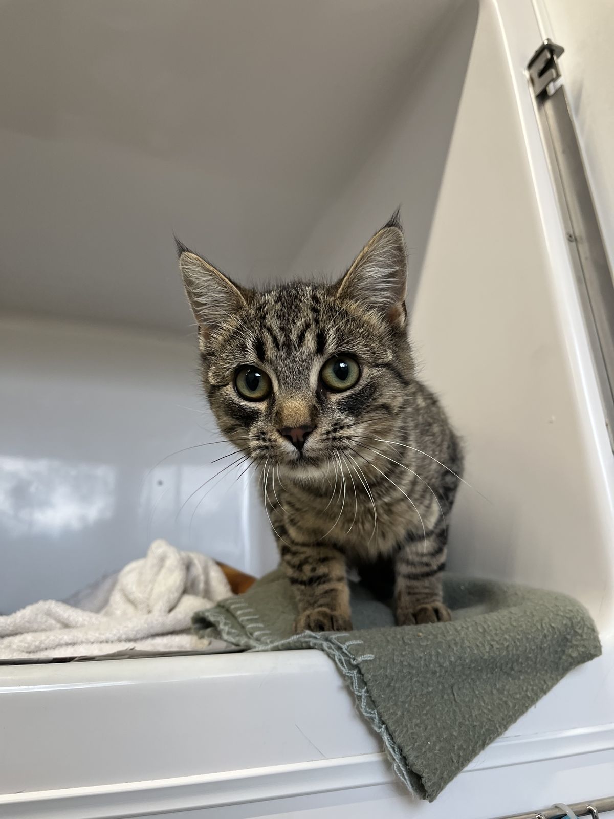 Gallery image: Stormi Jr.