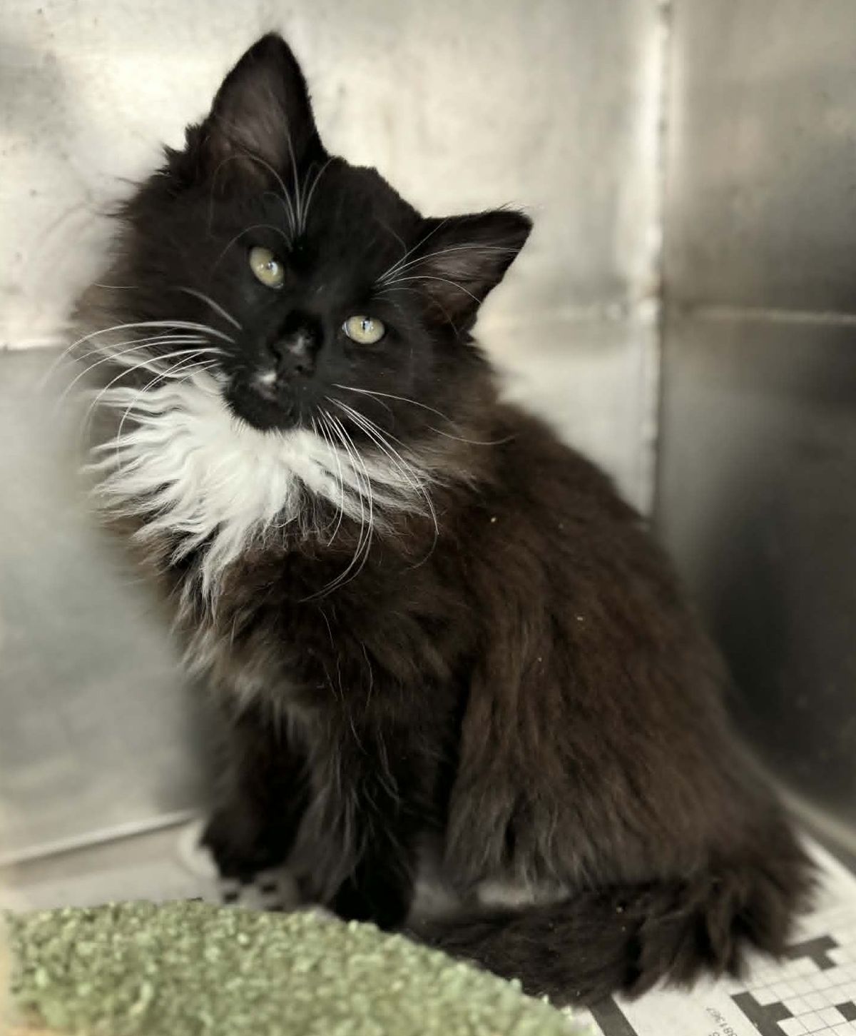 Gallery image: Shiraz