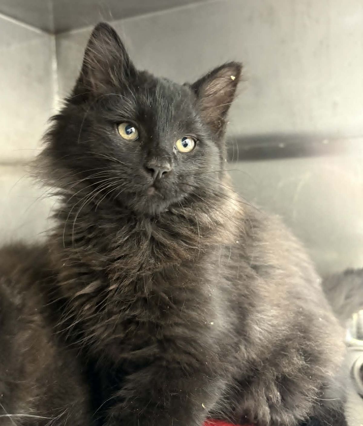 Gallery image: Merlot