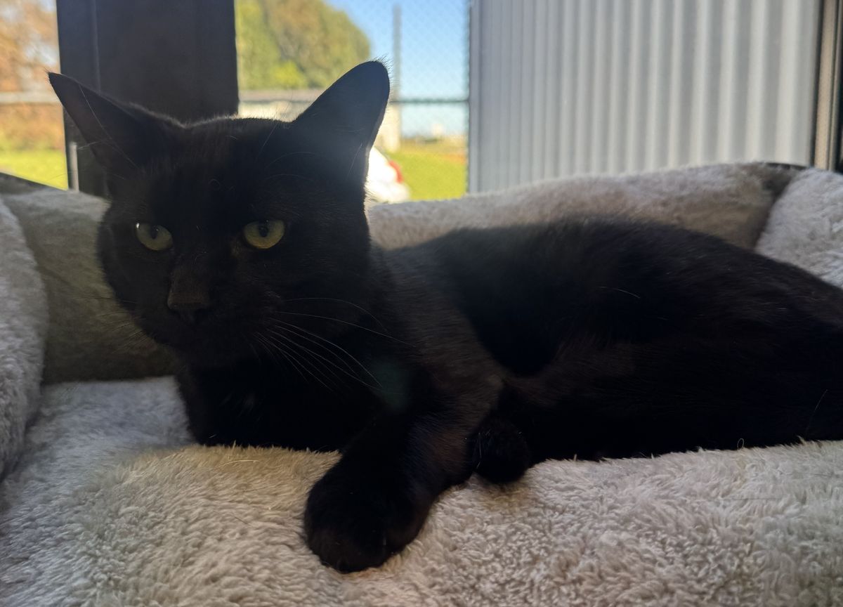 Gallery image: Kayson