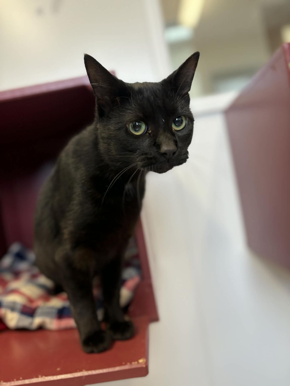 Gallery image: Kayson