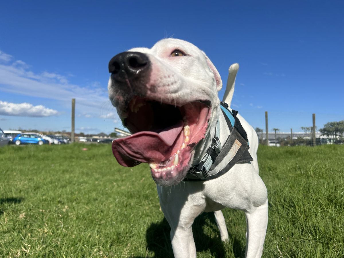 Gallery image: Cooper