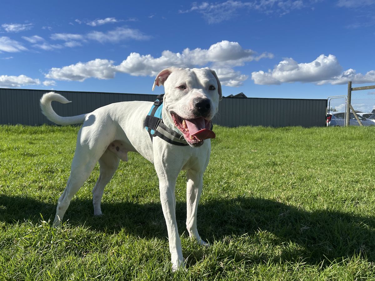 Gallery image: Cooper