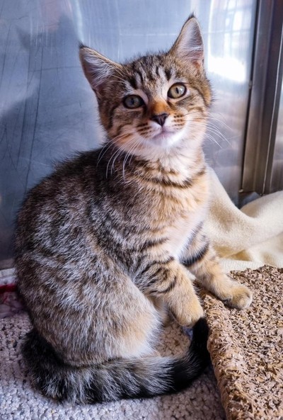 Viola - Domestic Short Hair