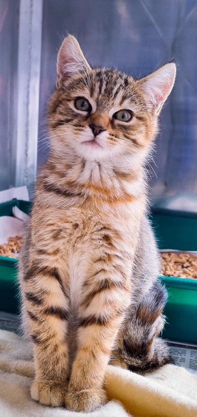 Vesper - Domestic Short Hair