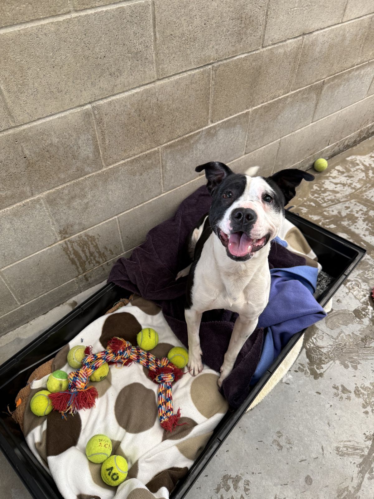 Gallery image: Tigger