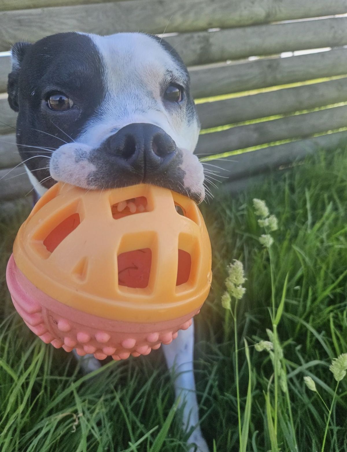 Gallery image: Tigger