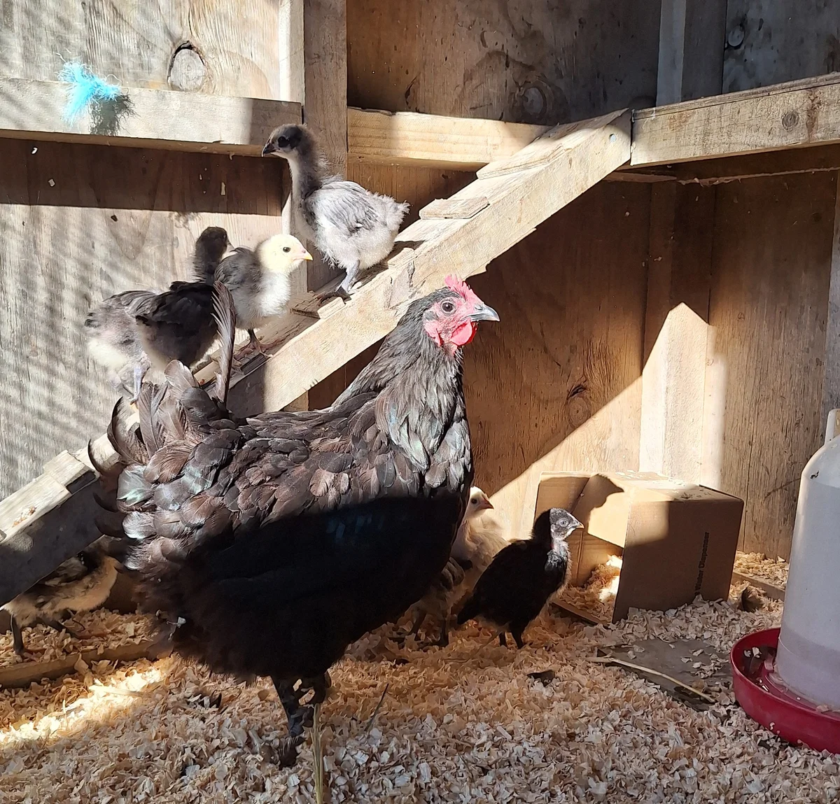 Gallery image: Betty & Her Brood