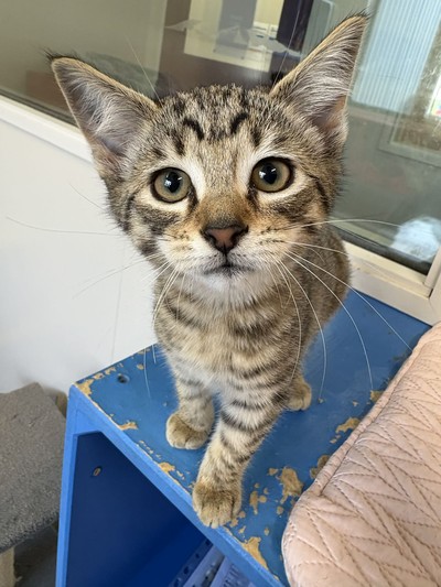 Cocoa - Domestic Short Hair