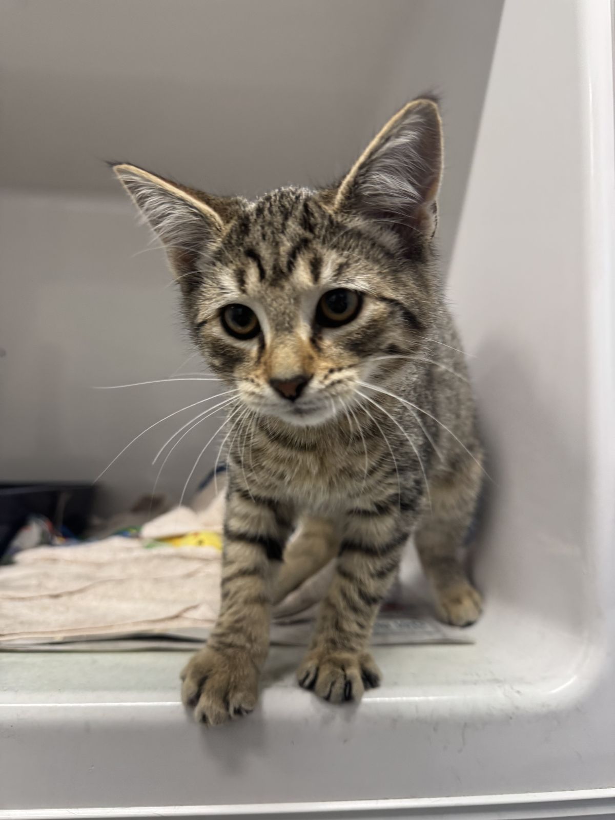 Gallery image: Cocoa