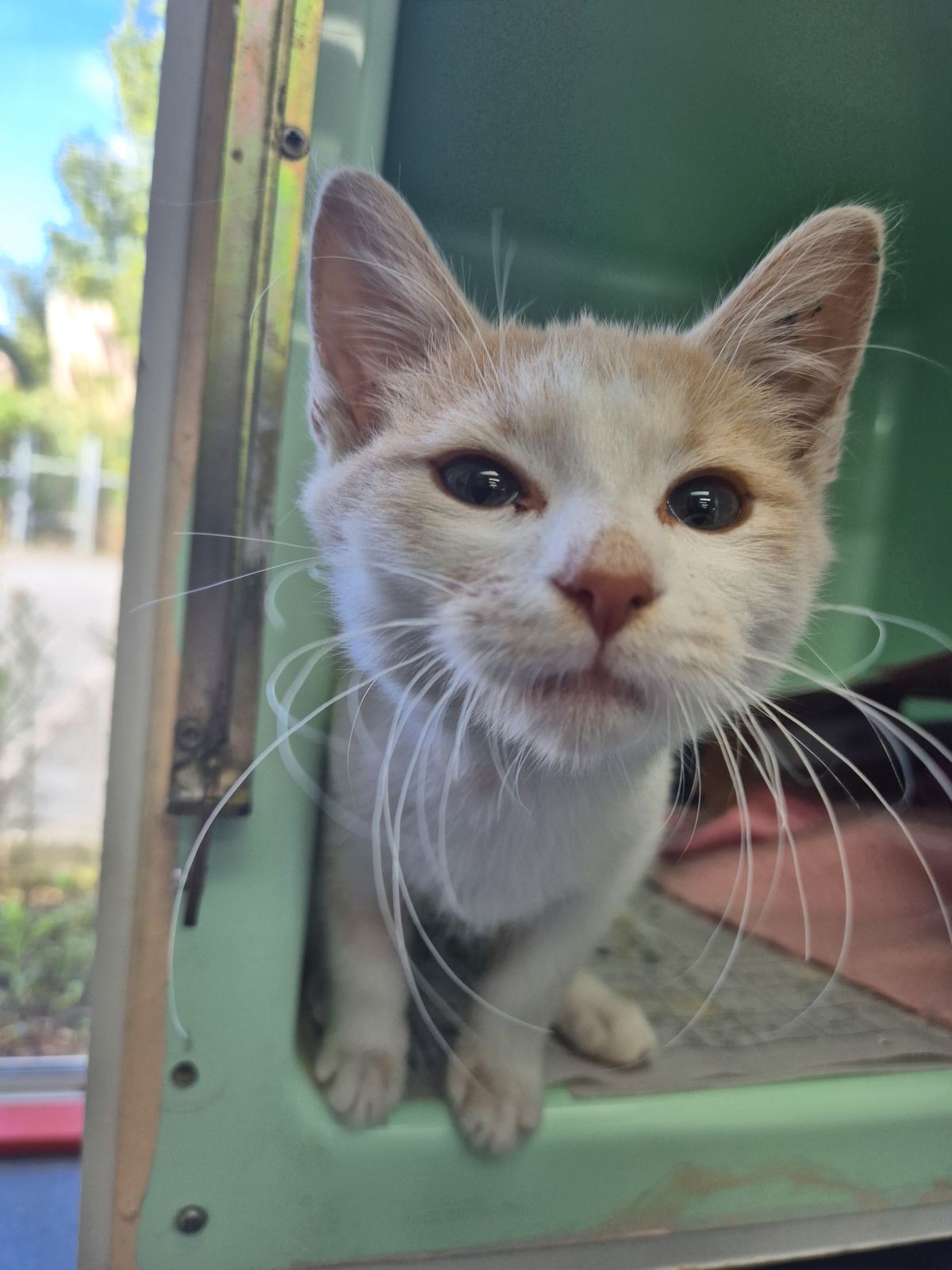 Gallery image: Biscotti 