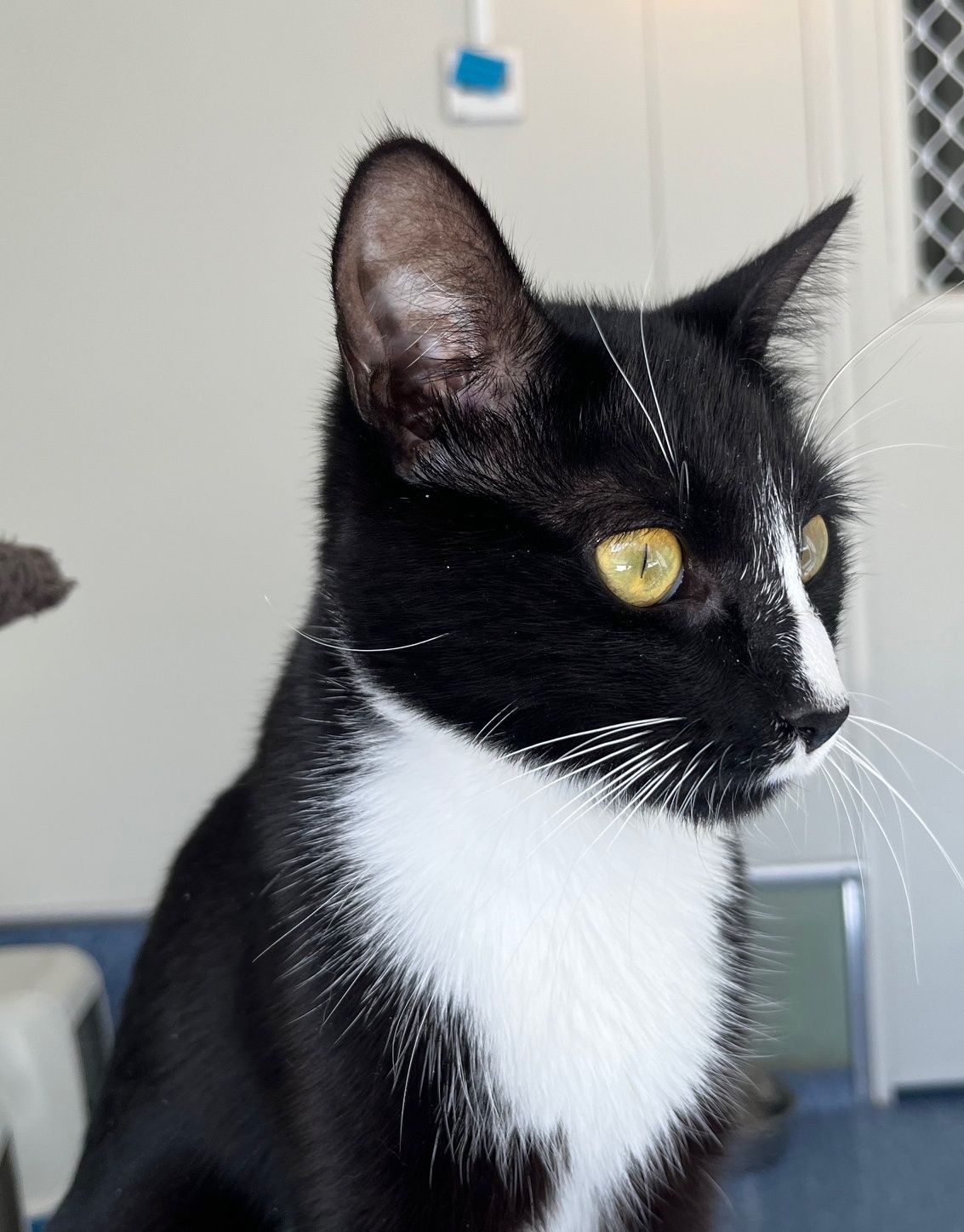 Gallery image: Magenta