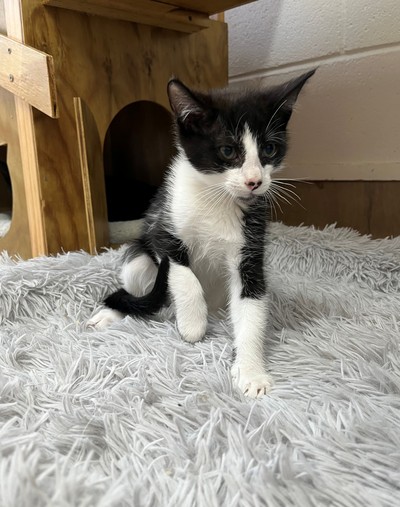 Rima - Domestic Short Hair