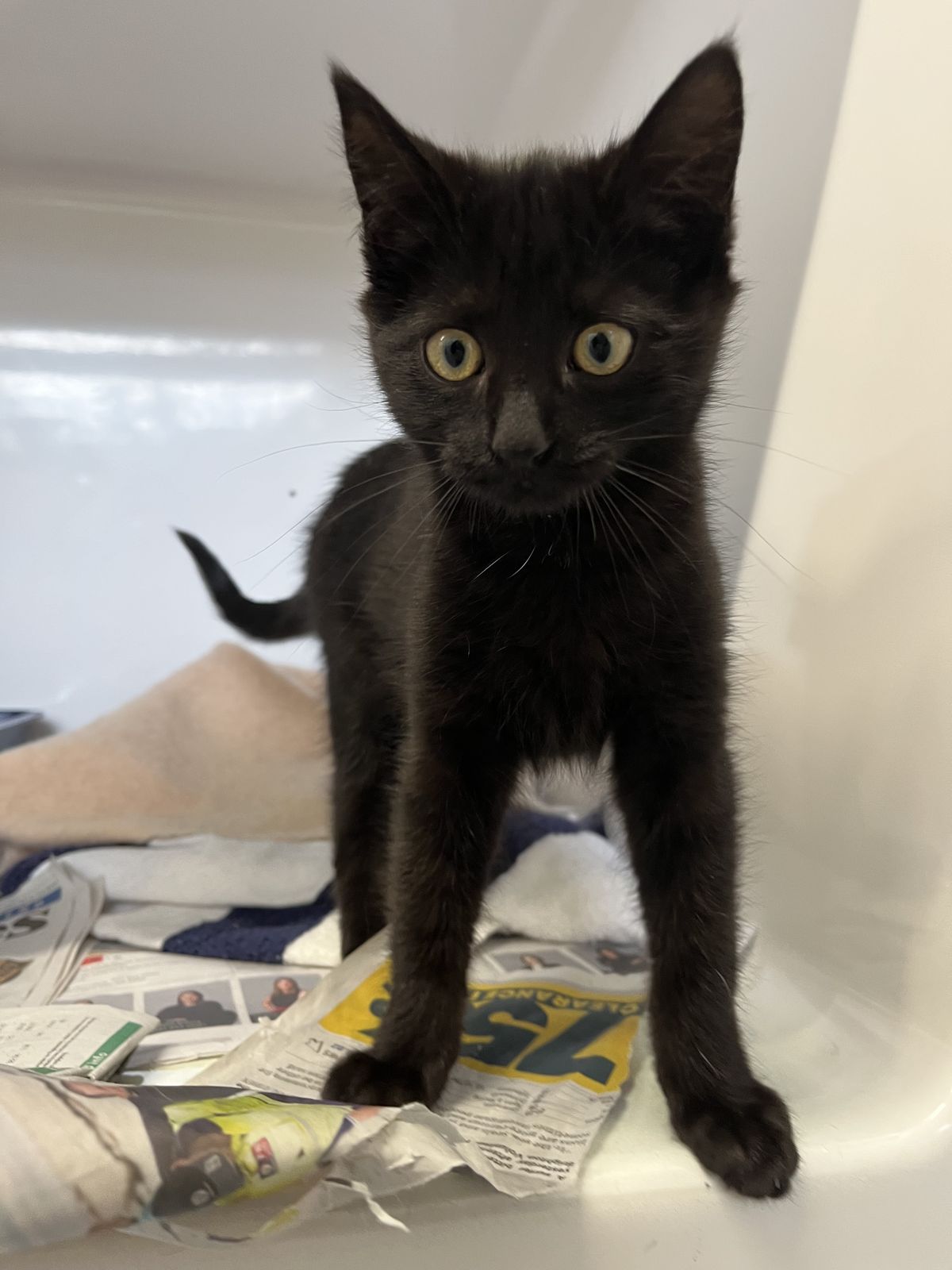 Gallery image: Saber