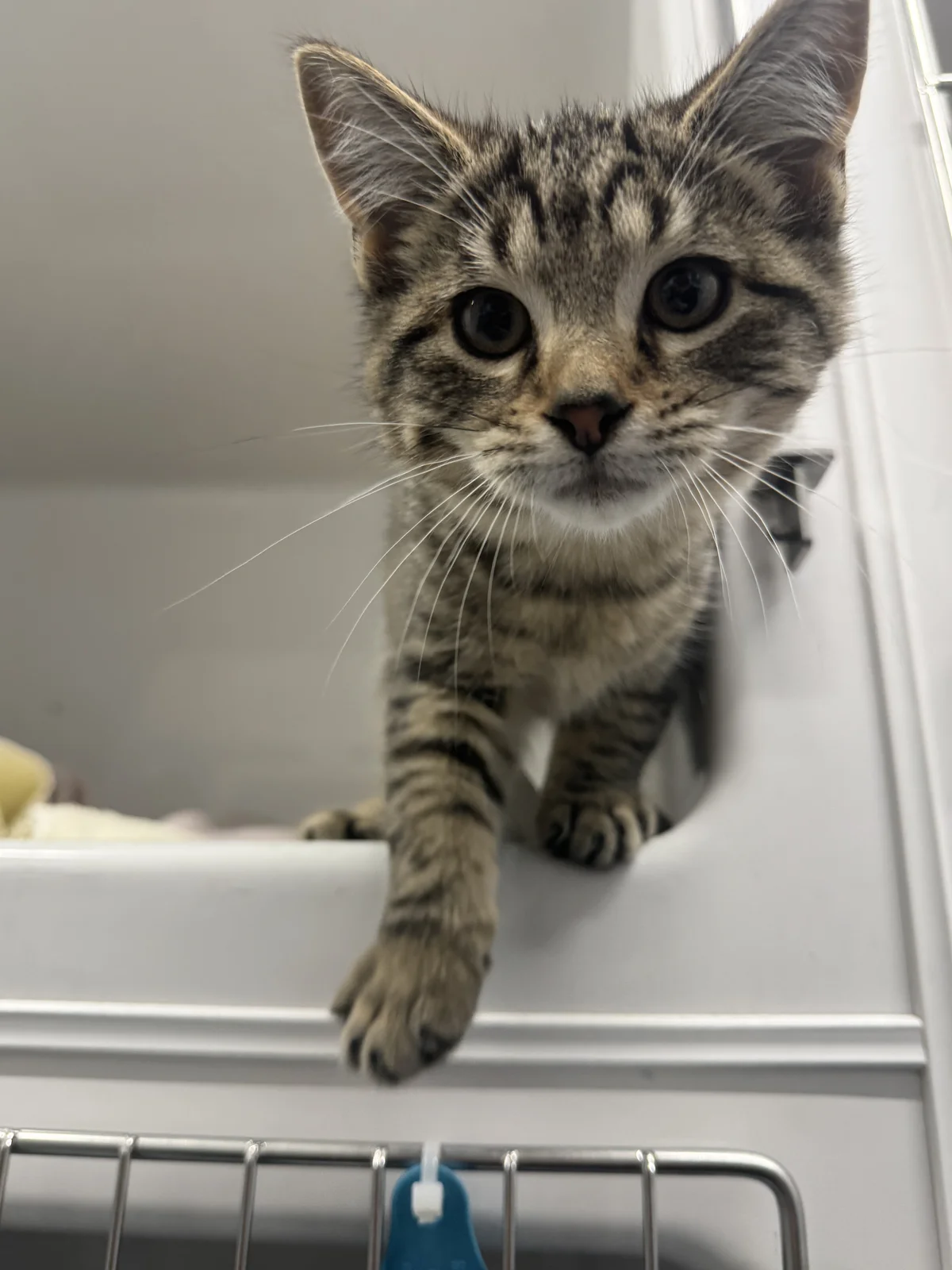 Gallery image: Nutella