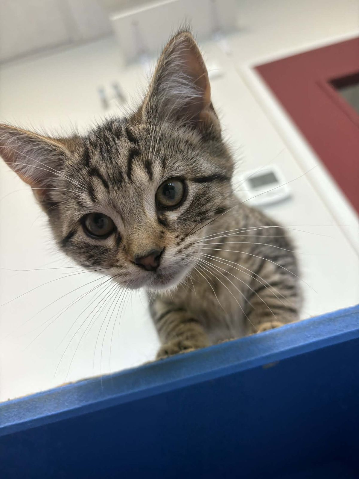 Gallery image: Nutella